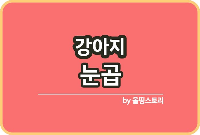 강아지 눈곱 원인 해결방법 대처방법 강아지눈건강_썸네일