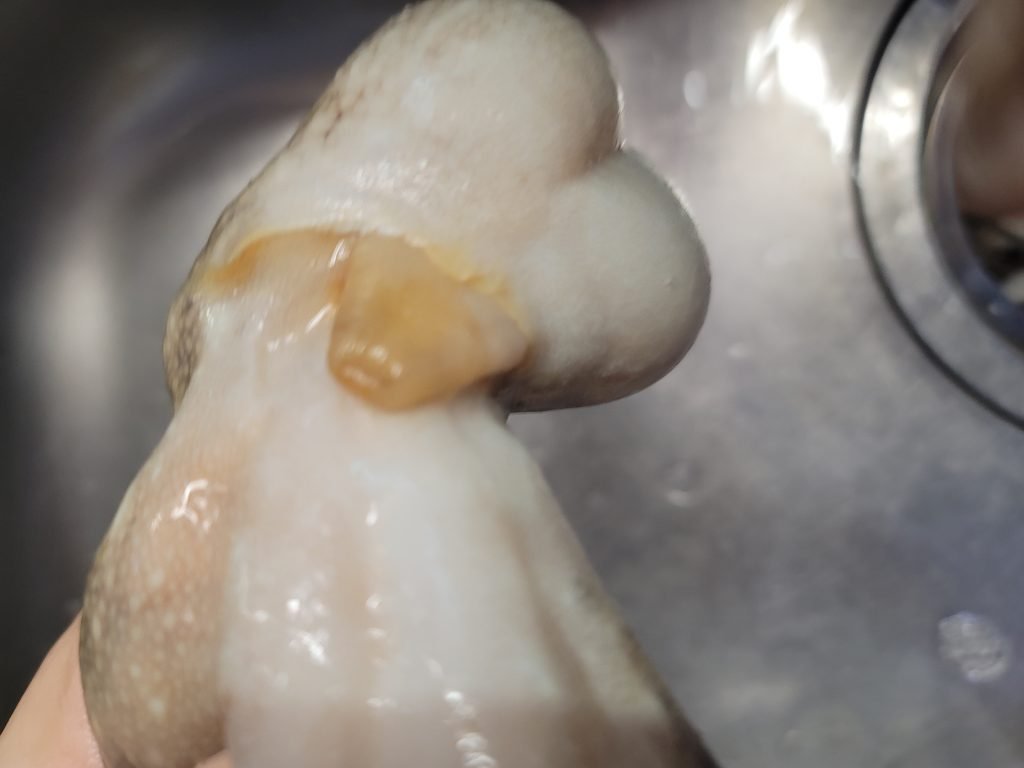 해신탕 만드는방법 재료 해신탕문어 레시피_4
