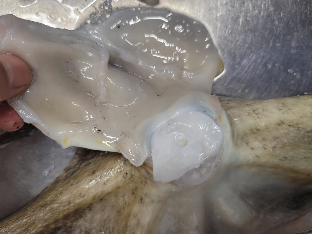 해신탕 만드는방법 재료 해신탕문어 레시피_5