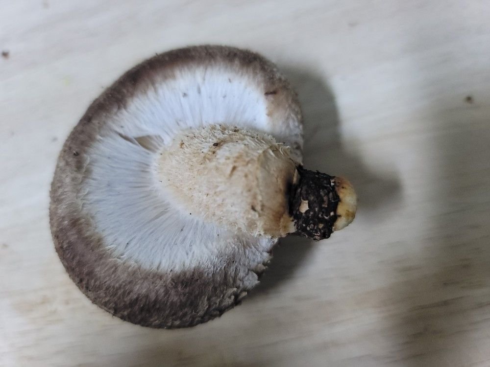 표고버섯 보관하는 방법 표고버섯손질 냉동보관_2