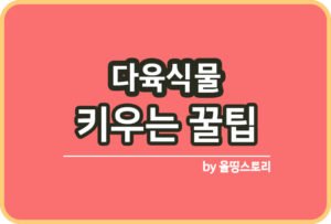 스투키 키우는방법 스투키물주기 스투키분갈이_썸네일