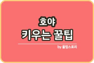 스투키 키우는방법 스투키물주기 스투키분갈이_썸네일