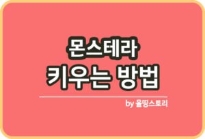 스투키 키우는방법 스투키물주기 스투키분갈이_썸네일