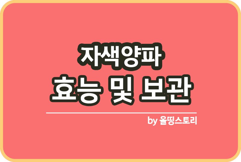 자색양파 특징 및 효능 자색양파의 모든것_썸네일