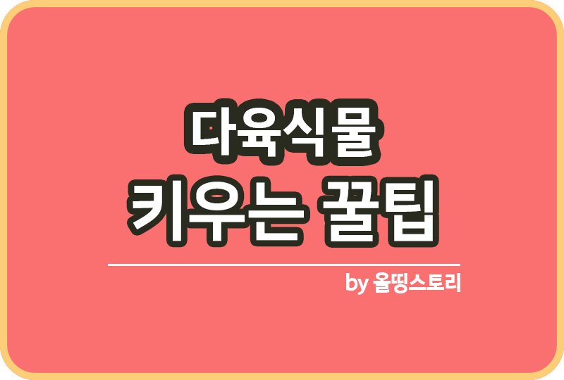 다육식물 물주는시기 분갈이 웃자람대처방법_썸네일
