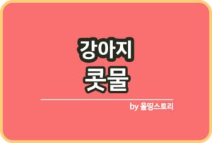 강아지 눈물자국 원인 눈물자국예방 관리방법_썸네일