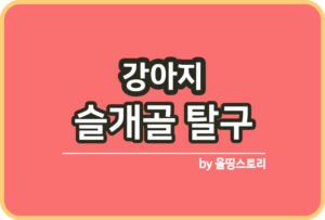 강아지 눈물자국 원인 눈물자국예방 관리방법_썸네일
