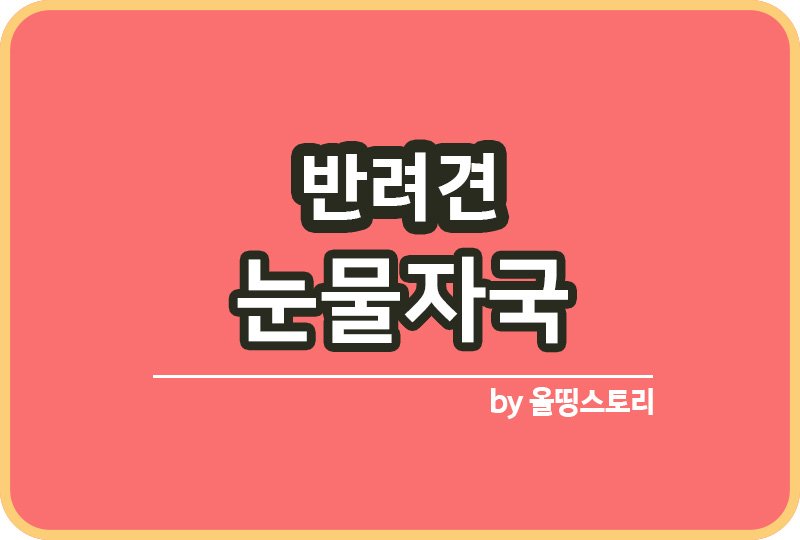 강아지 눈물자국 원인 눈물자국예방 관리방법_썸네일