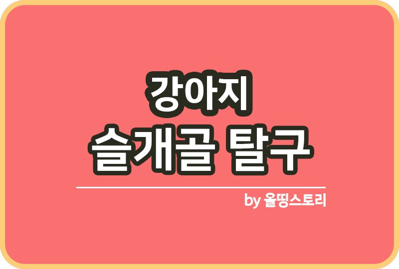 강아지슬개골 탈구 원인 치료방법 슬개골관리_썸네일